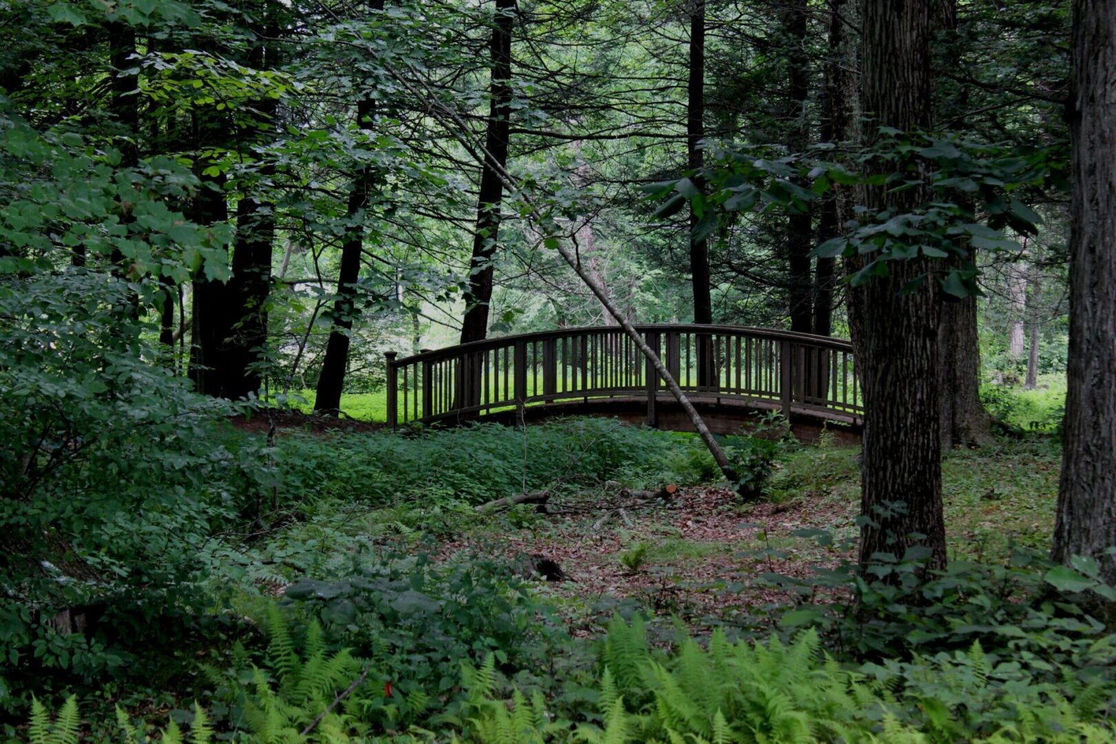 Wooden bridge in middle of the forest